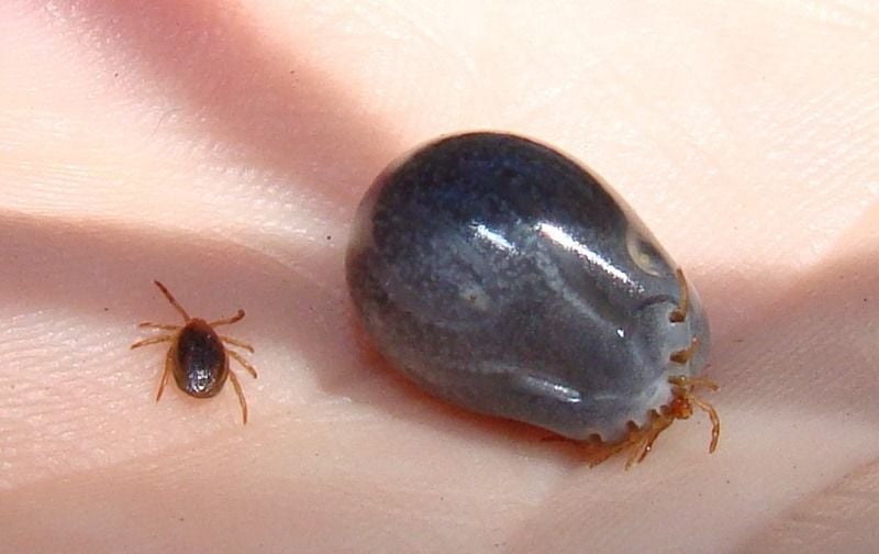Tick Paralysis Warning Tick Paralysis Warning